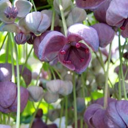 Akébie à cinq feuilles, Akebia / Akebia quinata